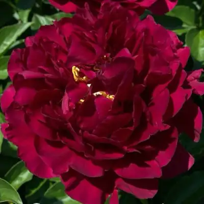 Пион ОЛД ФЕЙТФУЛ травянистый в Бобруйске