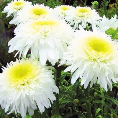 Нивяник ФИОНА ГОГХИЛЛ великолепный в Бобруйске