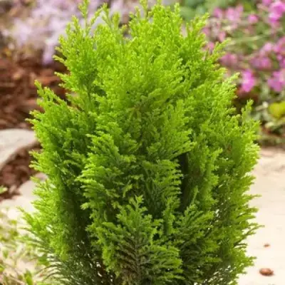 Кипарисовик ЭЛВУДИ ГОЛД лавсона в Бобруйске