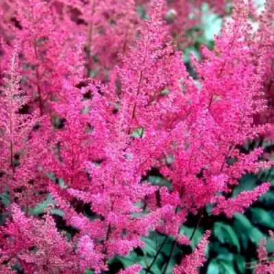 Астильба ЭЛИЗАБЕТ ВАН ВИН японская в Бобруйске