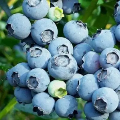 Голубика ПУРУ в Бобруйске