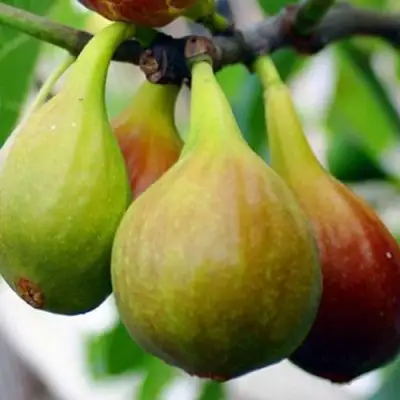 Инжир ДАЛМАТСКИЙ в Бобруйске