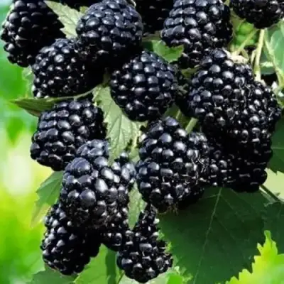 Ежевика АПАЧИ бесшипная  в Бобруйске