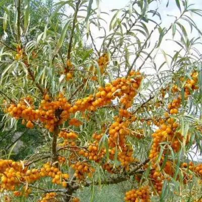 Облепиха ДАР МГУ в Бобруйске