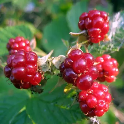 Княженика АСТРА в Бобруйске