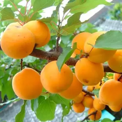 Абрикос ОРИГИНАЛ в Бобруйске