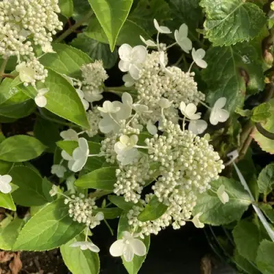 Гортензия ПРИМ ВАЙТ метельчатая в Бобруйске