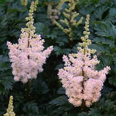 Астильба ЛИЛИПУТ курчавая в Бобруйске