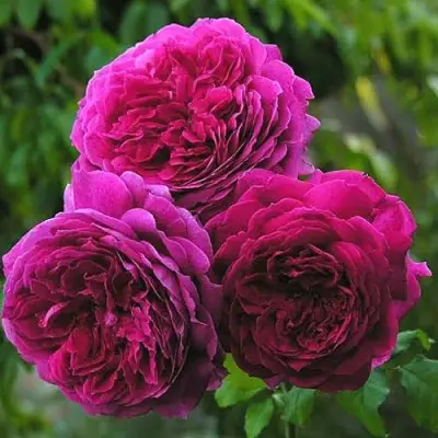 Роза КЕЙТ английская в Бобруйске