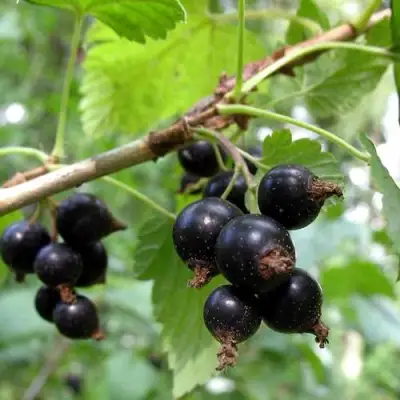 Смородина чёрная ШАРОВИДНАЯ в Бобруйске