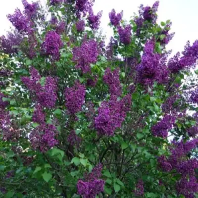 Сирень СУМЕРКИ в Бобруйске