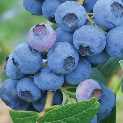 Голубика ЭРЛИБЛЮ в Бобруйске