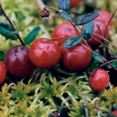 Клюква МАК ФАРЛИН в Бобруйске