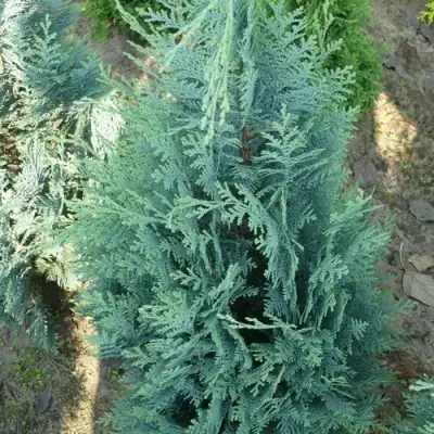 Кипарисовик КОЛУМНАРИС лавсона в Бобруйске