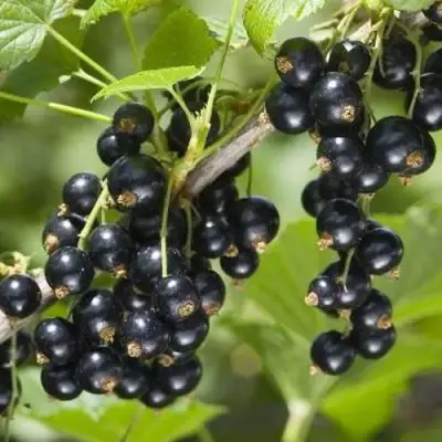 Смородина чёрная ВОЛШЕБНИЦА в Бобруйске