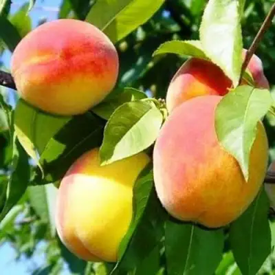 Персик ПАМЯТЬ ЛОЙКО в Бобруйске