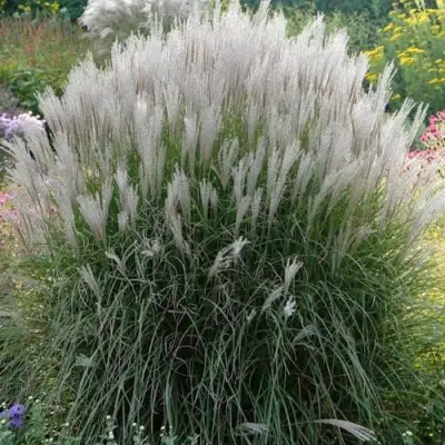 Мискантус КЛЯЙН СИЛЬБЕРСПАЙН китайский  в Бобруйске