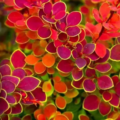 Барбарис ОРАНЖ САНРАЙЗ тунберга в Бобруйске