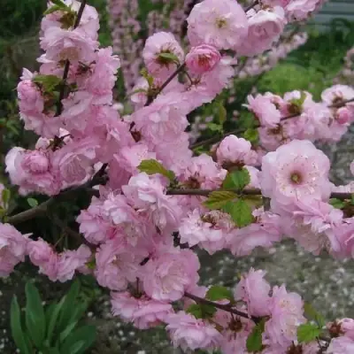 Миндаль ТРЁХЛОПАСТНЫЙ (луизеания) в Бобруйске