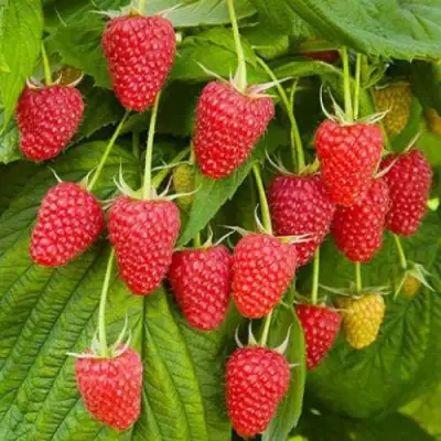 Малина БРУСВЯНА в Бобруйске