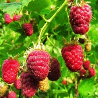 Малина ДЖОАН ДЖИ (ДЖОАН ДЖЕЙ) в Бобруйске