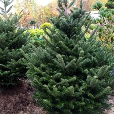 Пихта ФРАЗЕРА в Бобруйске