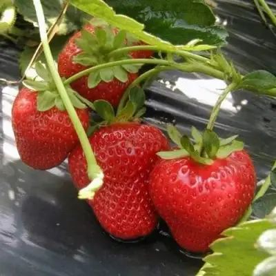 Клубника МОНТЕРЕЙ ремонтантная в Бобруйске