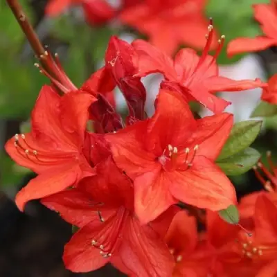 Азалия ПАРКФАЕР листопадная в Бобруйске