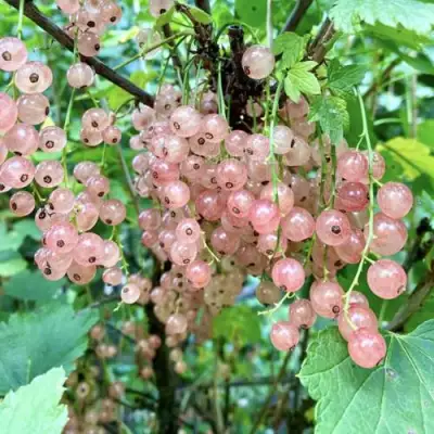 Смородина розовая ГОЛЛАНДСКАЯ РОЗОВАЯ в Бобруйске