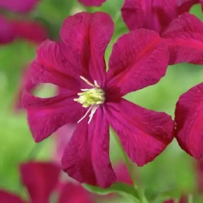 Клематис МАДАМ ДЖУЛИЯ КОРРЕВОН в Бобруйске