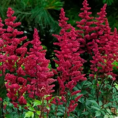 Астильба БУРГУНДИ РЕД Арендса в Бобруйске