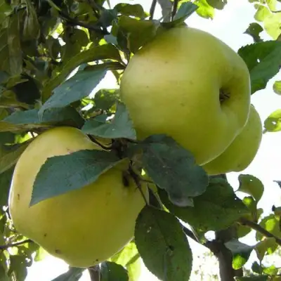 Яблоня АНТОНОВКА ОБЫКНОВЕННАЯ в Бобруйске