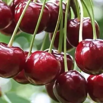 Вишня УЙФЕХЕРТОЙ ФЮРТОШ в Бобруйске