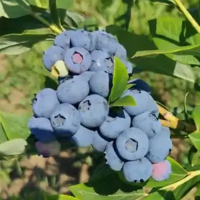 Голубика МЕГАС БЛЮ в Бобруйске
