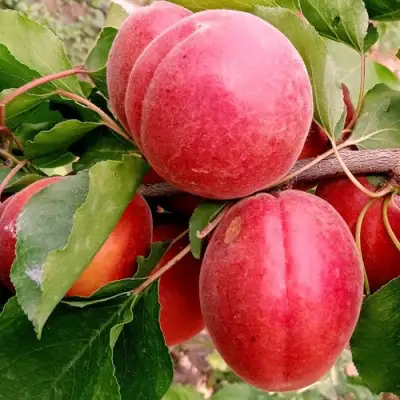 Абрикос РУБИСТА в Бобруйске