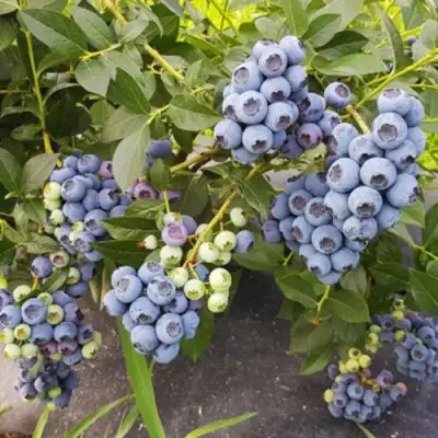 Голубика ОСОРНО в Бобруйске