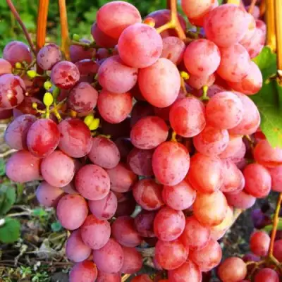 Виноград КИШМИШ КРАСНЫЙ в Бобруйске