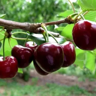 Вишня МОРОЗОВКА в Бобруйске