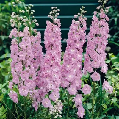 Дельфиниум ПЕТТИКОУТ гибридный в Бобруйске