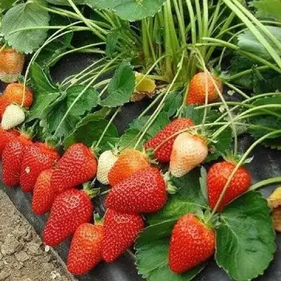 Клубника РОКСАНА в Бобруйске