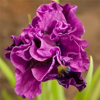 Ирис БАНДЛ ОВ ДЖОЙ сибирский в Бобруйске