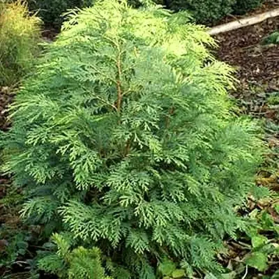 Кипарисовик САНКИСТ лавсона в Бобруйске