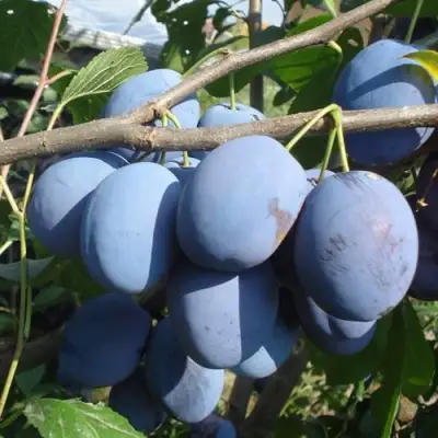 Слива ЧАЧАКСКАЯ РАННЯЯ в Бобруйске