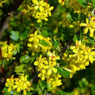 Смородина золотистая ВИШНЕВАЯ в Бобруйске