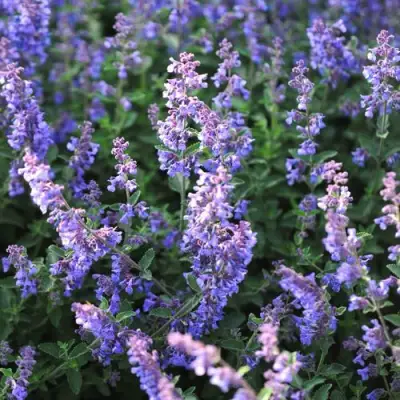 Котовник СИКС ХИЛЛС ГИАНТ в Бобруйске