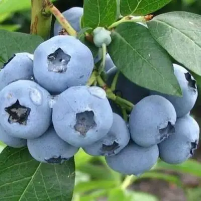 Голубика БЛЮЭТТА в Бобруйске