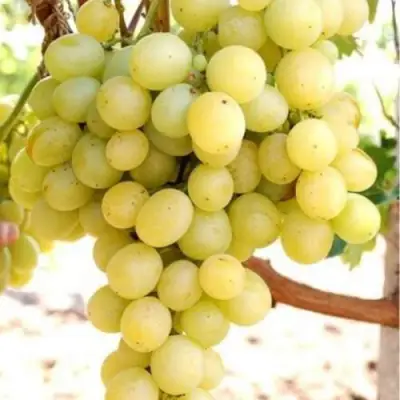 Виноград ТАЛИСМАН в Бобруйске