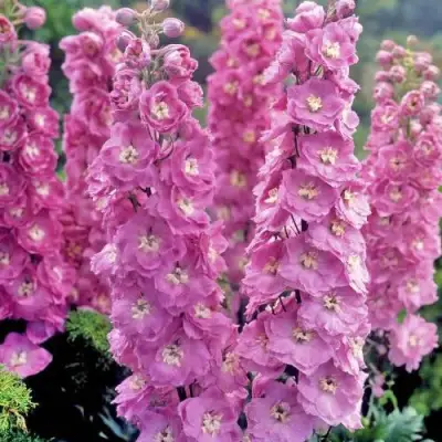 Дельфиниум ДЕЛЬФИС ПИНК ПАУЭ высокий в Бобруйске