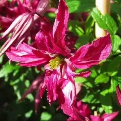 Клематис РОЗАЛИН в Бобруйске