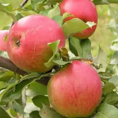 Яблоня АУКСИС в Бобруйске